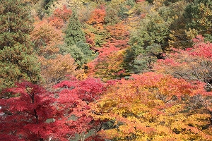 IMG_6517.jpg