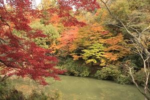 _MG_6511.jpg